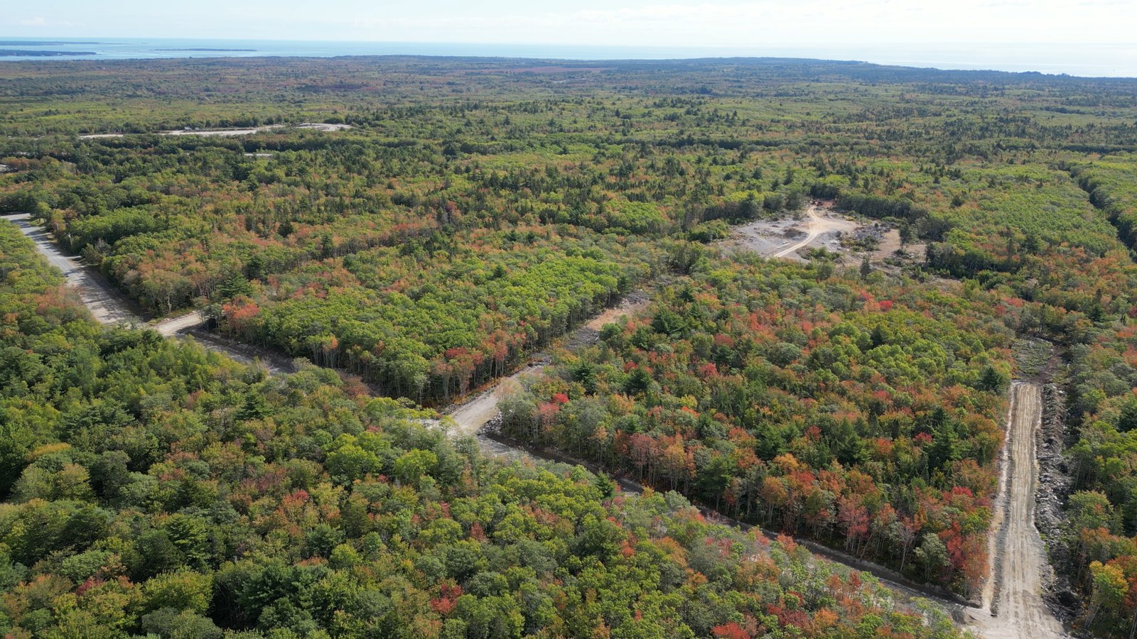 Forest lane at Oak Ridge Estates