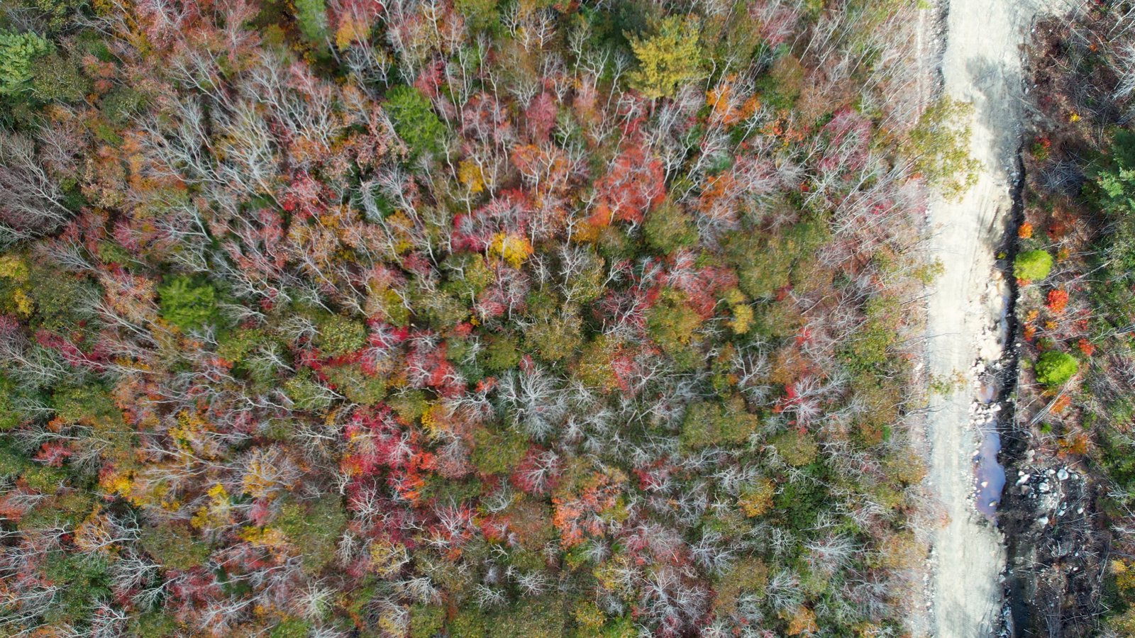 Aerial view of the Acadian forest ridge at Oak Ridge Estates